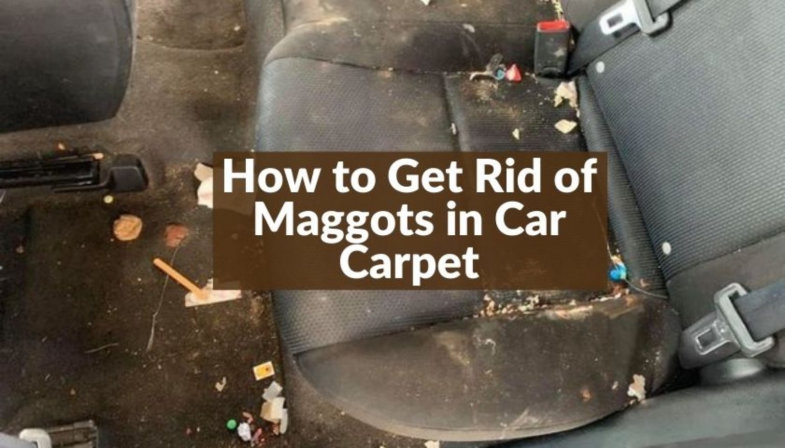 How to Get Rid of Maggots in Car Carpet Expert's Solution