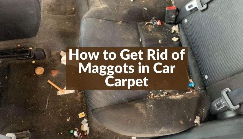 How to Get Rid of Maggots in Car Carpet