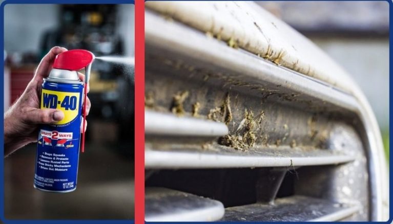 How to Clean Bugs Off Car With WD40 | All You Need to Know