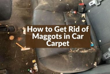 How to Get Rid of Maggots in Car Carpet | Expert’s Solution